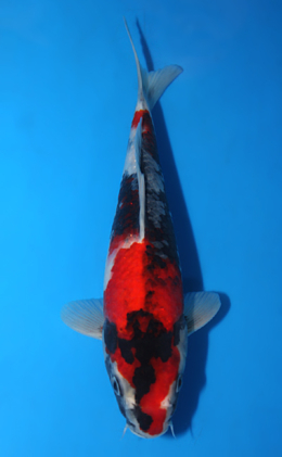 Showa - koi #x0403a005-re