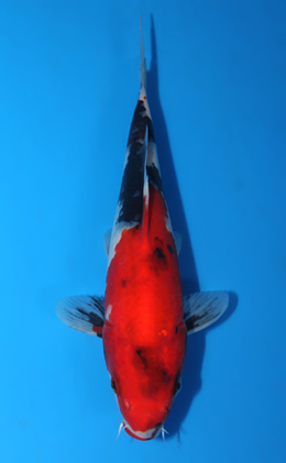 Showa - koi #x0403a007-re