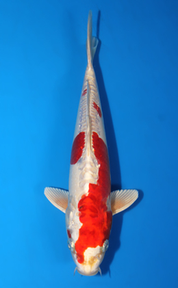 Kikusui - koi #x0403a008-re