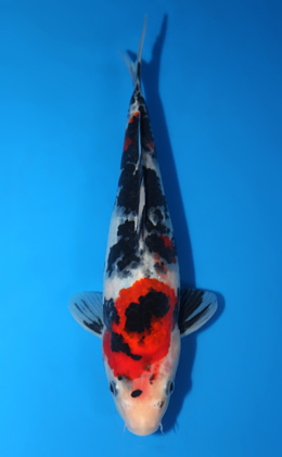 Showa - koi #x0403a009-re