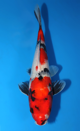 Showa - koi #x0403a010-re