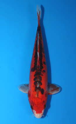 Shusui - koi #x0403a011-re