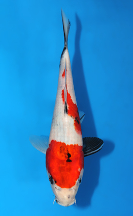 Showa - koi #x0403a012-re