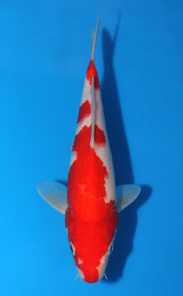 Kohaku - koi #x0403a013-re