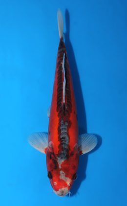Shusui - koi #x0403a014-re