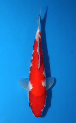 Kohaku - koi #x0403a015-re