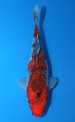 Goshiki - koi #x0403a019-re