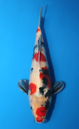 Showa - koi #x0403a020-re