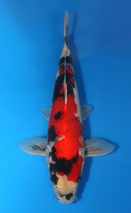 Showa - koi #x0403a022-re