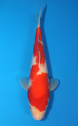 Kohaku - koi #x0404a001-re