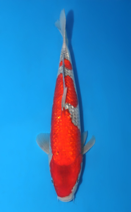 Ginrin Goshiki - koi #x0404a002-re