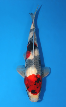 Showa - koi #x0404a003-re