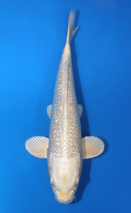 Ginrin Platinum - koi #x0404a004-re