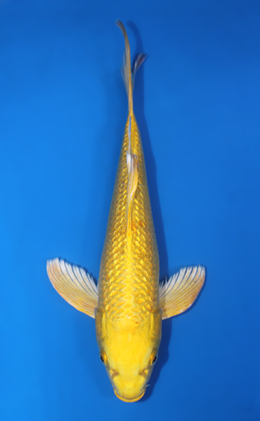 Hirenaga Ginrin Ogon - koi #x0404a005-re