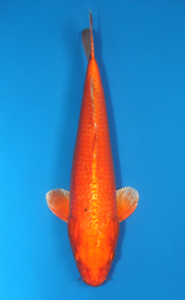 Orange Ogon - koi #x0404a006-re