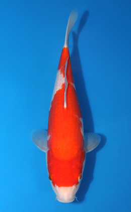 Kohaku - koi #x0404a008-re