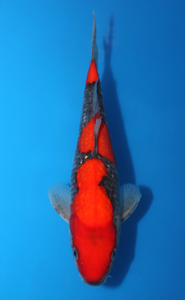 Ginrin Goshiki - koi #x0404a009-re