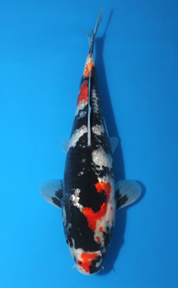 Ginrin Showa - koi #x0404a011-re