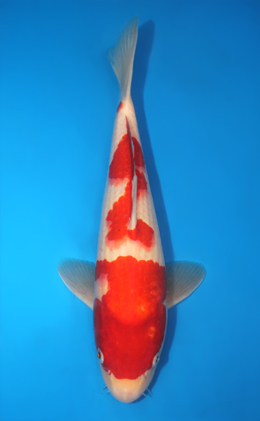 Kohaku - koi #x0404a013-re