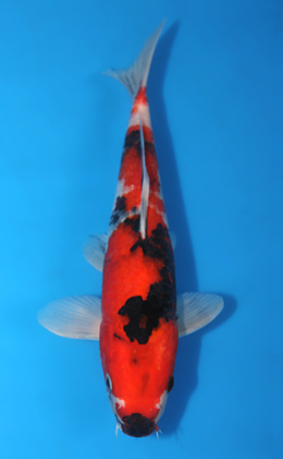 Showa - koi #x0404a015-re