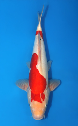 Doitsu Kohaku - koi #x0404a016-re