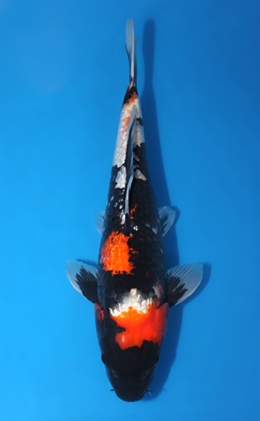Ginrin Showa - koi #x0404a018-re