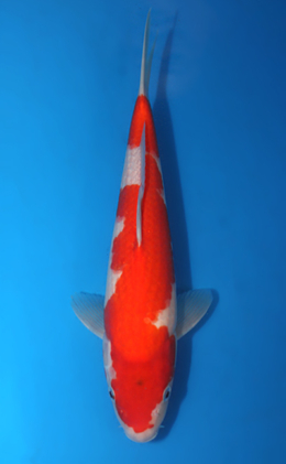 Kohaku - koi #x0404a019-re