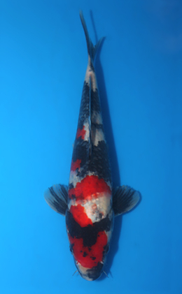 Showa - koi #x0404a020-re