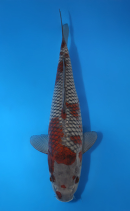 Ochibashigure - koi #x0404a021-re