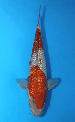 Ginrin Ochibashigure - koi #x0404a022-re