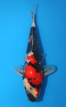 Showa - koi #x0404a023-re