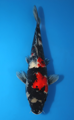 Showa - koi #x0404a024-re