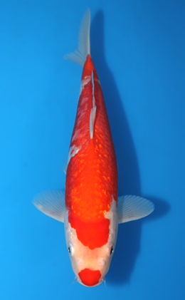 Ginrin Kohaku - koi #x0404a025-re