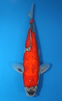 Ginrin Goshiki - koi #x0404a026-re