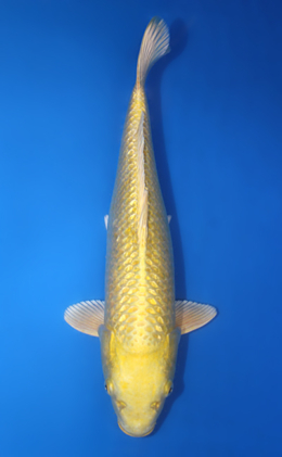 Ginrin Ogon - koi #x0404a027-re
