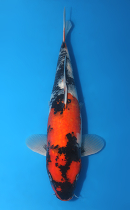 Showa - koi #x0404a028-re