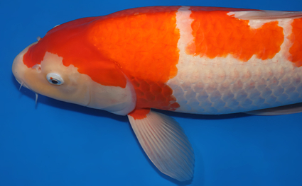 Kohaku – koi #x0404m001 - Image 2