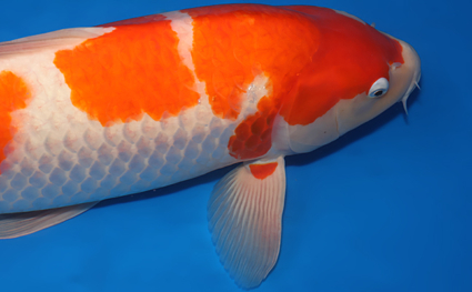 Kohaku – koi #x0404m001 - Image 3