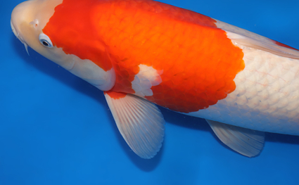 Kohaku – koi #x0404m009 - Image 2