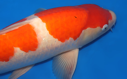 Kohaku – koi #x0404m016 - Image 2