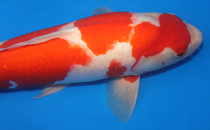 Kohaku – koi #x0404m022 - Image 2