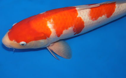 Kohaku – koi #x0404m046 - Image 2