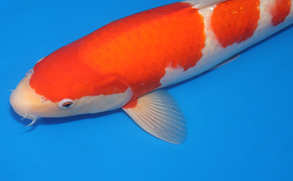 Kohaku – koi #x0404m058 - Image 2