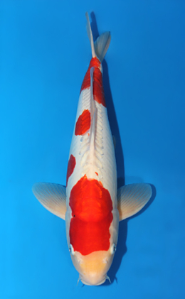 Doitsu Kohaku - koi #x0407s001-re