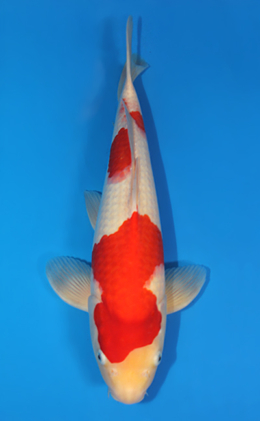 Kohaku - koi #x0407s002-re