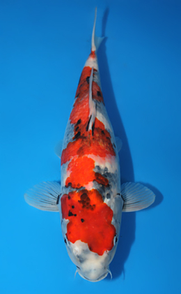 Showa - koi #x0407s003-re