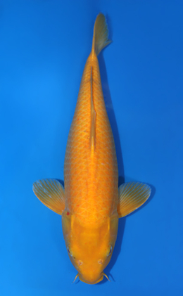 Kigoi - koi #x0407s004-re
