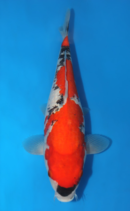 Goshiki - koi #x0407s006-re