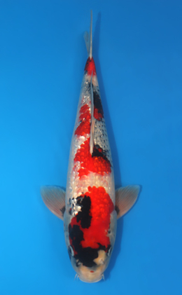 Ginrin Showa - koi #x0407s007-re