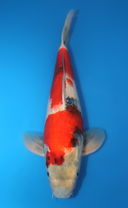 Showa - koi #x0407s008-re